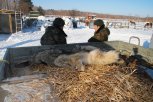 Спустя восемь месяцев в Амурской области закрывается сезон охоты на волков