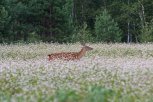 Популяция сибирской косули в Амурской области за год увеличилась на 3500 особей