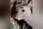 Пойманную на улицах Свободного раненую косулю выходили и вернули в лес