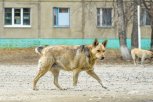 Укусившую девочку в Благовещенске бездомную собаку отловят повторно