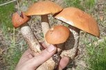 Грибной сюрприз: амурчане уже в июне ведрами собирают маслята и подберезовики