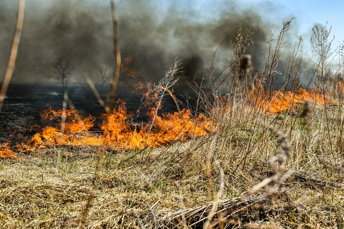 Фото: Алексей Сухушин