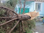 В Тамбовке ураганный ветер повалил деревья