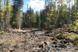 Золотодобытчик зашел за границы участка и вырубил в Селемджинском районе лес на 2,7 миллиона рублей