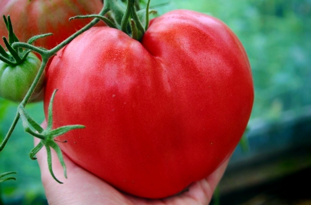 Фото: читатели АП