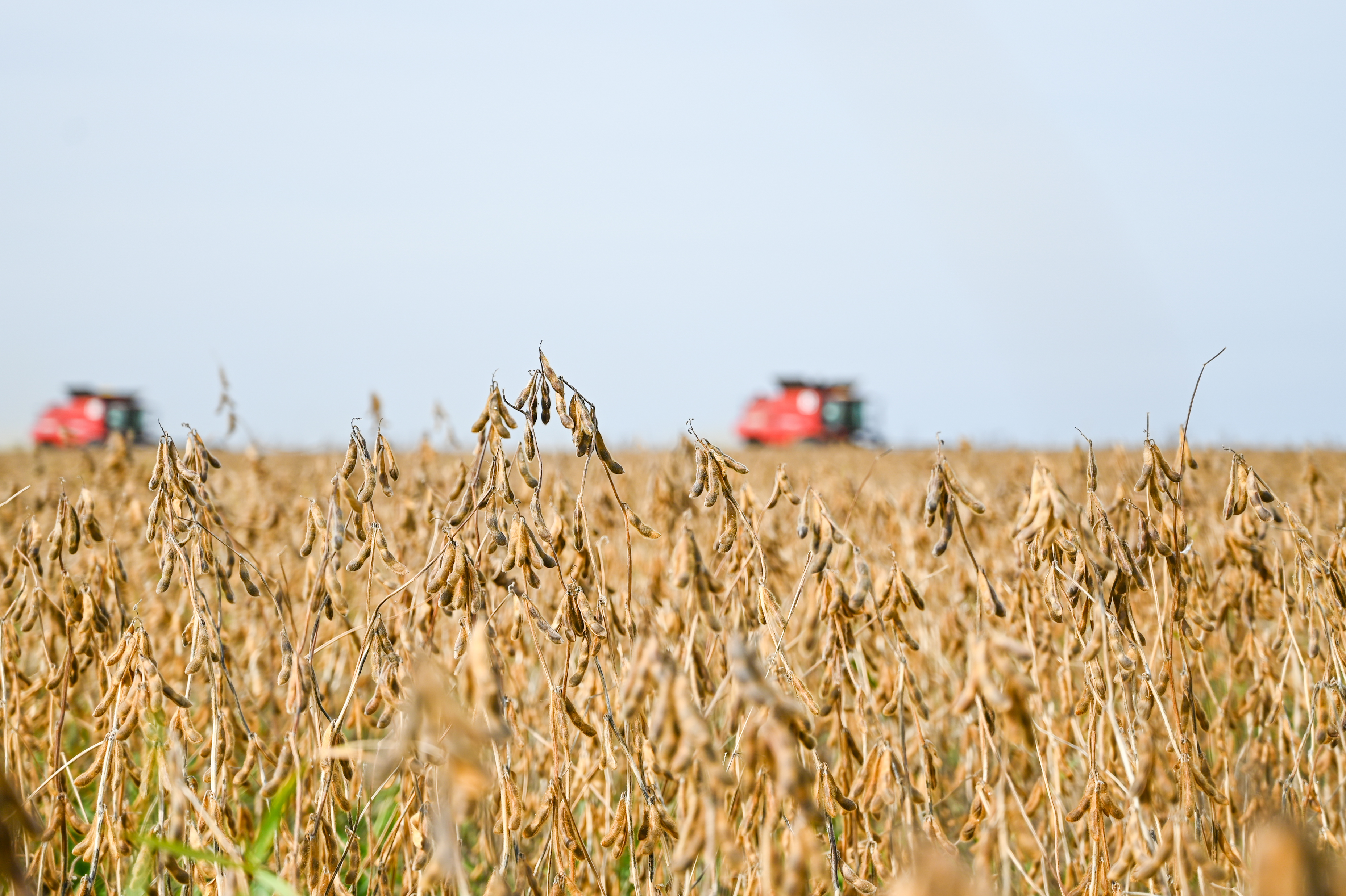 Фото: Алексей Сухушин