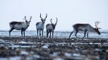 В Амурской области открыли сезон охоты на дикого оленя
