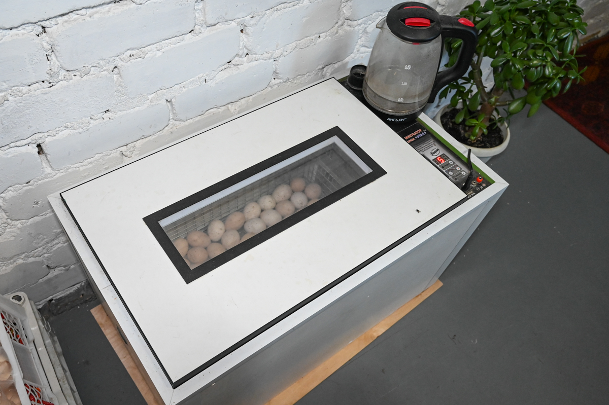 Фото: Алексей Сухушин