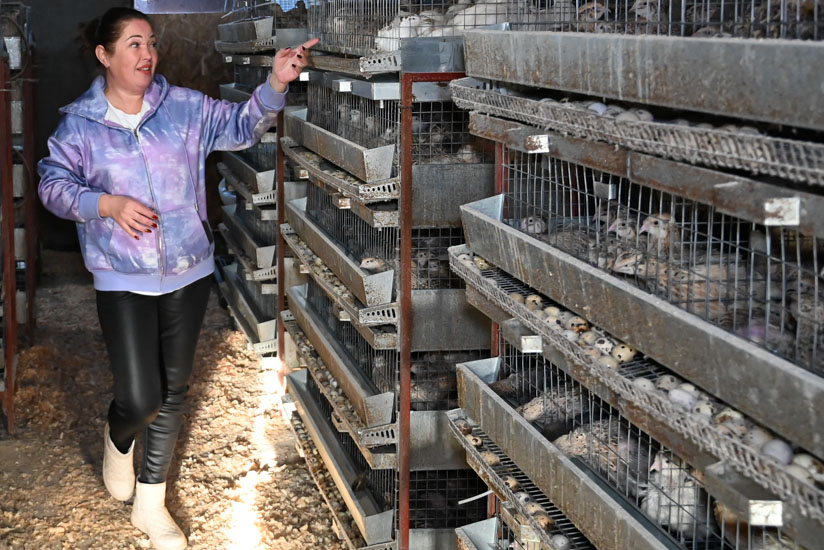 Амурчанка развивает дело одна: на ней и уход за животными, и подготовка яиц к продаже. А.Сухушин