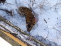 Операция по спасению тигра длилась 6 часов. Фото инспекции "Тигр".
