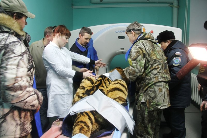 Томография хищника длилась 30 минут.