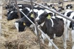 Соинвестором молочной фермы на 800 голов в Приамурье выступит агрофирма АНК