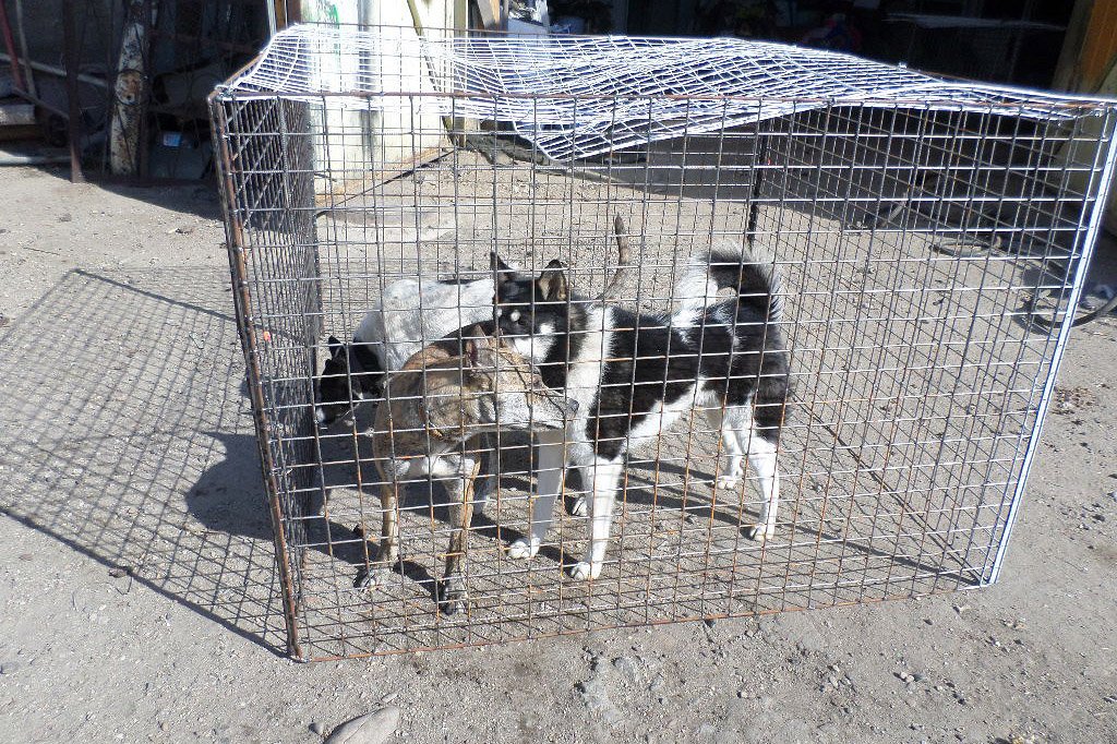 Фото: Александр Айзверт