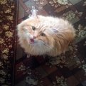 Наш кот Пуся (он же Муся) — любимец семьи. Фото Павловых, п. Береговой, Зейский район.