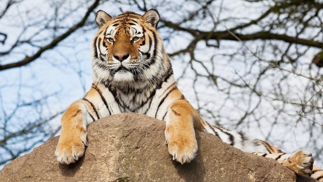 Приамурье — второй регион, который принимает редкий исчезающий вид тигров.