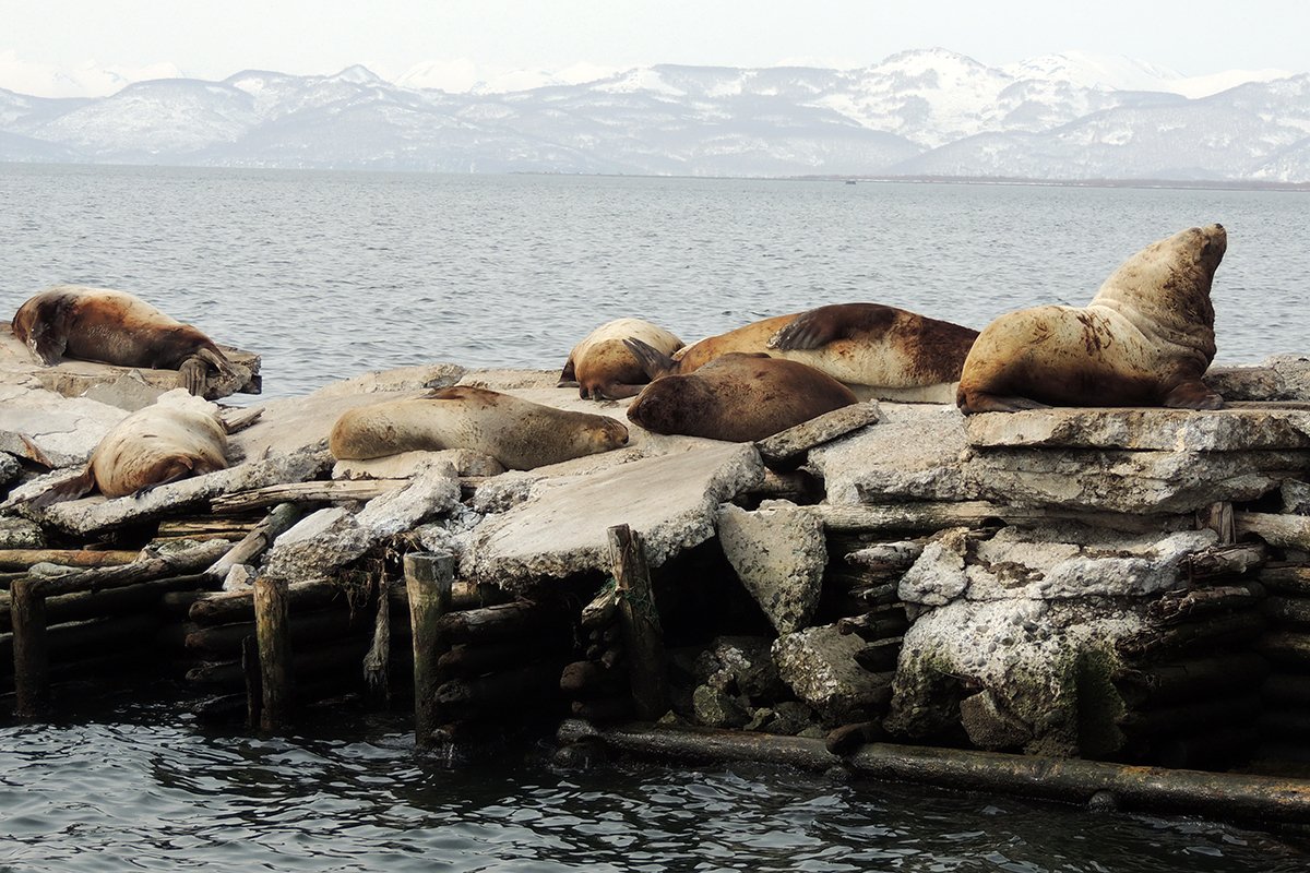 Лежбище сивучей на хладокомбинате