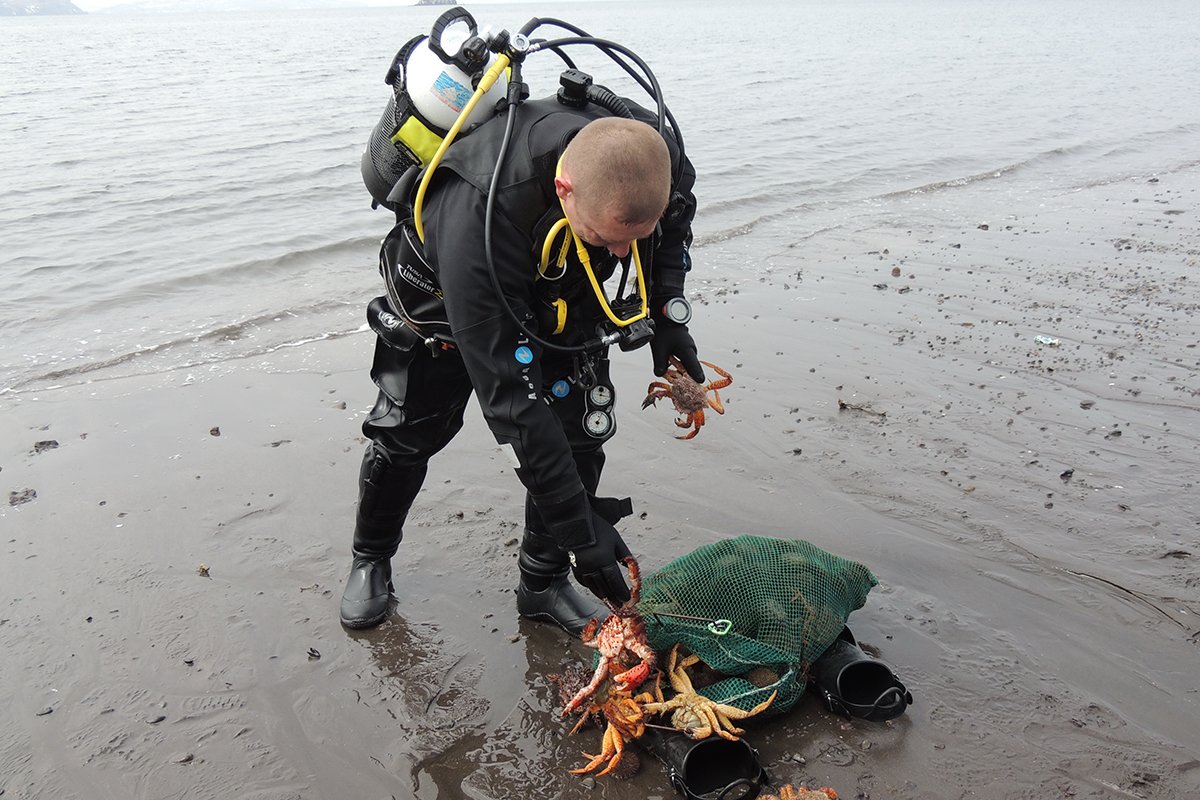 Знаменитые камчатские крабы