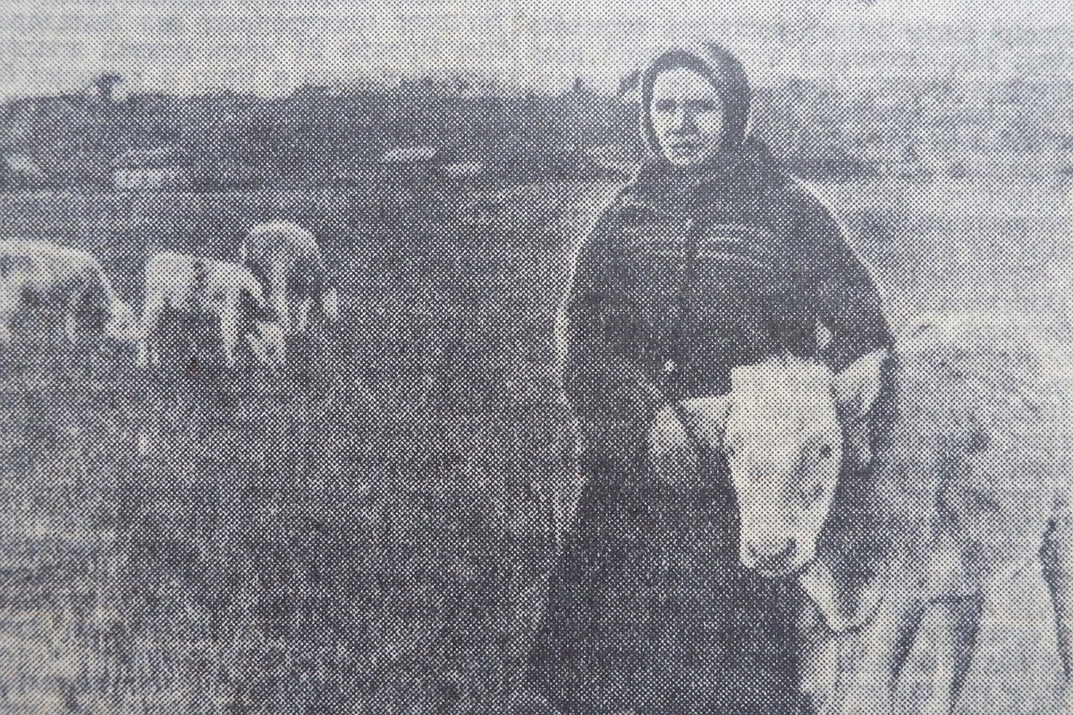 Елена Прохорова за 18 лет вырастила более тысячи телят.