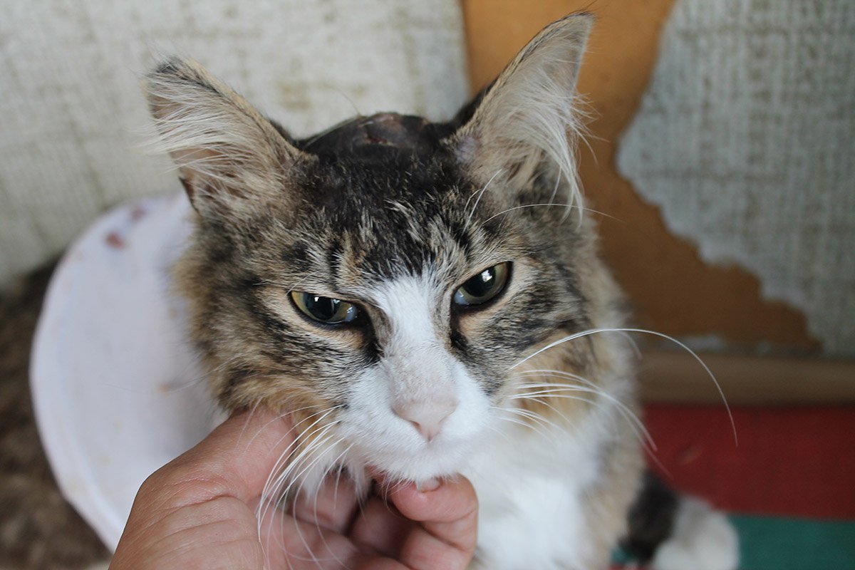 Фото: Общество защиты животных