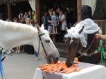 В амурской столице торжественно поженили лошадей