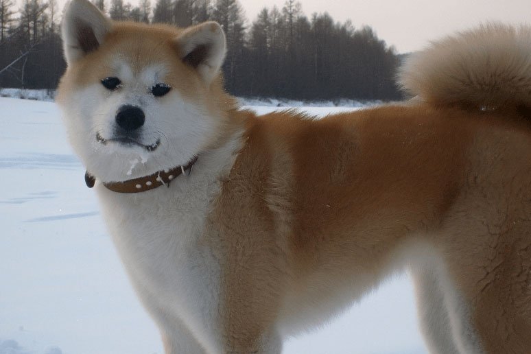 Фото: akita-dv.ru