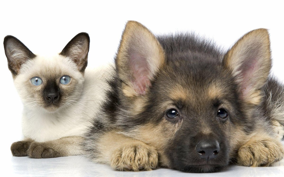 Фото: zhivoysvet.com