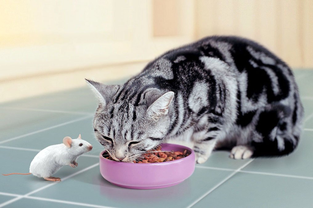 Фото:mybritishcat.ru