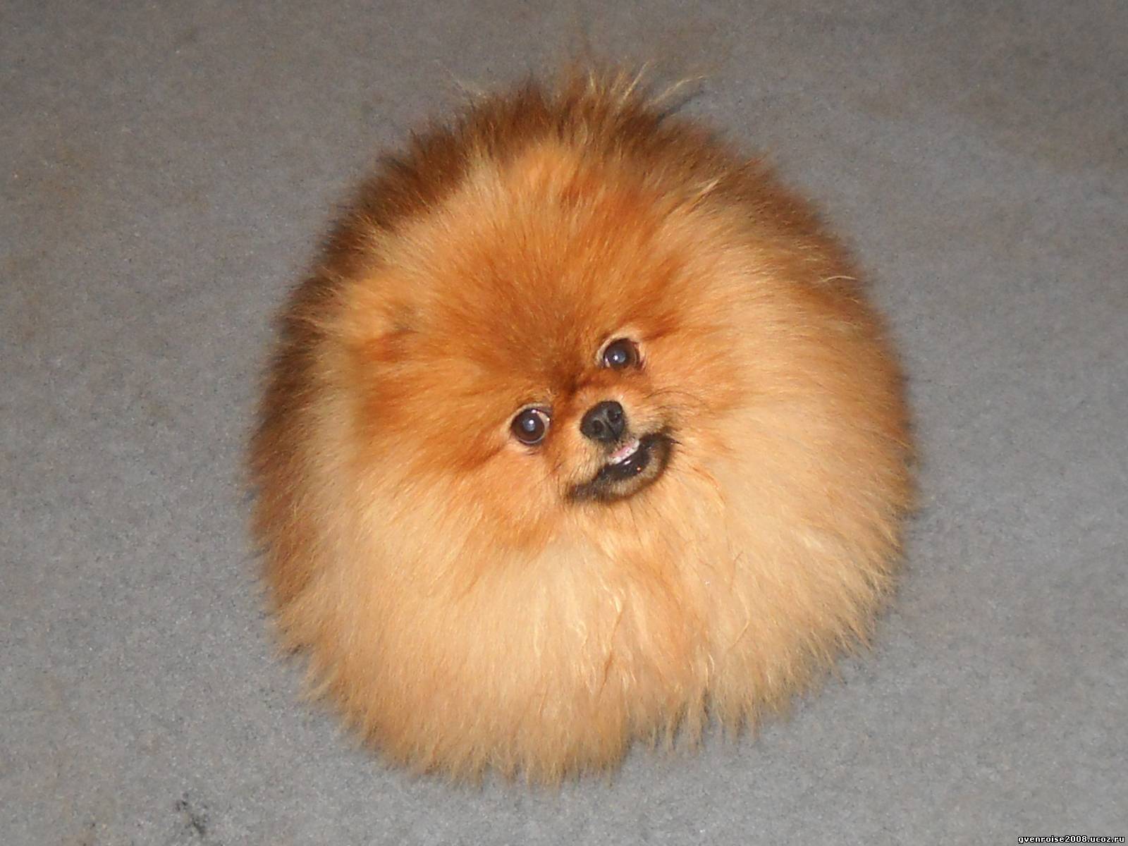 Шпиц — самая дорогая и самамя популярная порода собак в Приамурье.