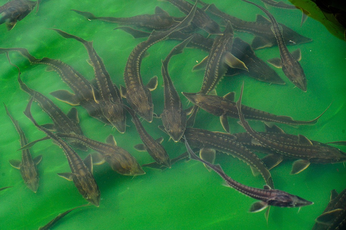 Мальки-калужата. Фото: Андрей Оглезнев