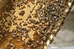 Амурские пчеловоды не могут реализовать небывалый урожай