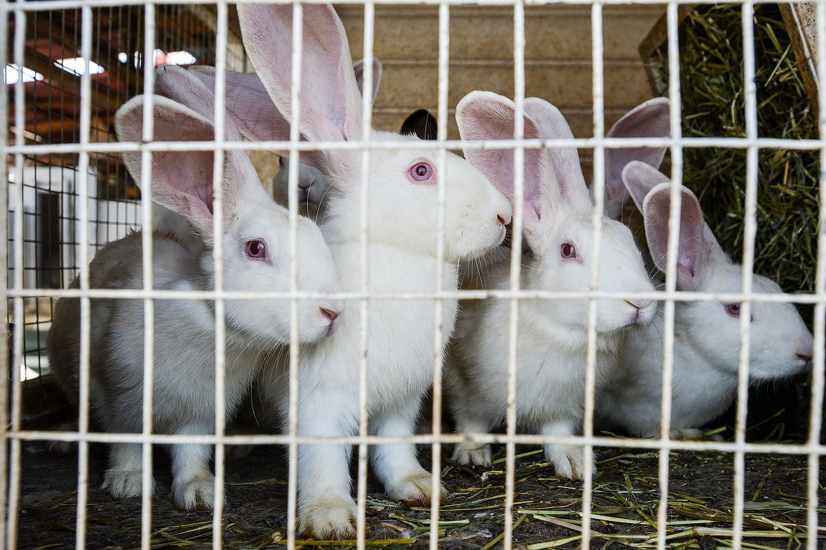 27 кроликов в год должна принести одна крольчиха. Фото: Андрей Оглезнев