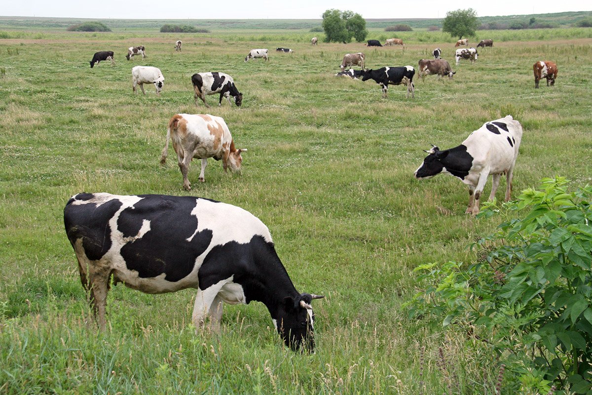 Фото: Архив АП