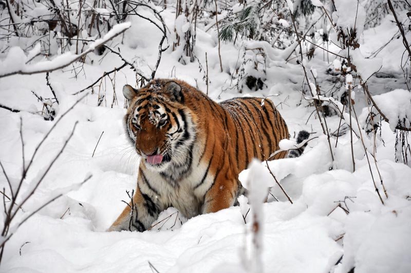 Фото: tigromania.ru