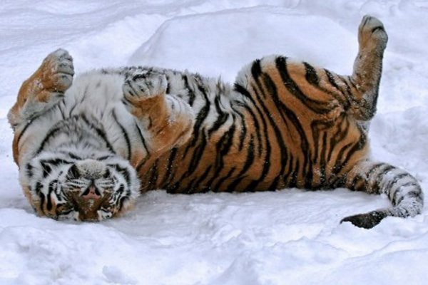 Фото: molovo.ru