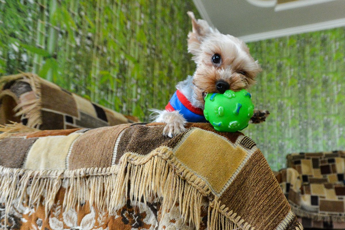 Маленький Джерри — первый и единственный породистый пес в семье. (А.Ильинский)