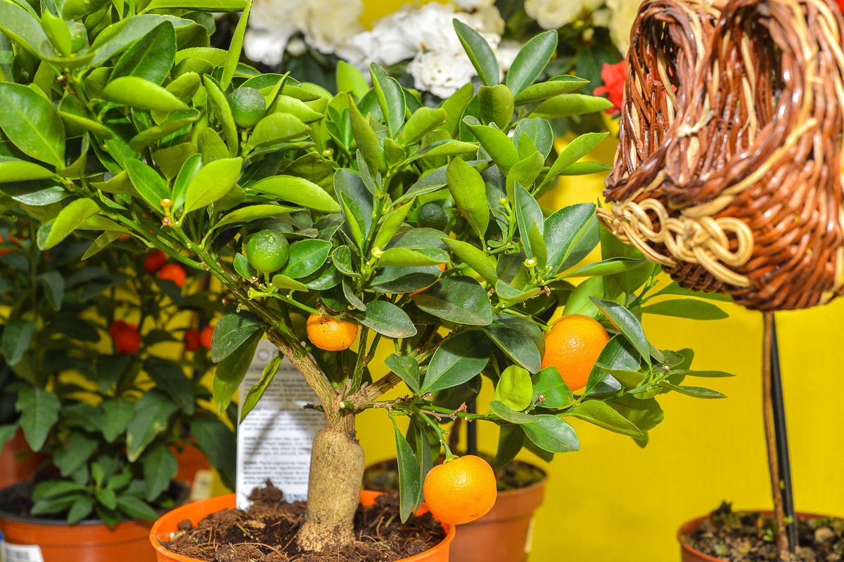 Фото: Андрей Ильинский