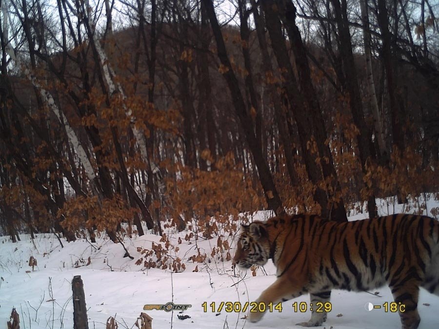 Фото: Хинганский заповедник