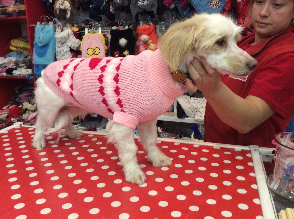 Пипа находится в Москве на передержке, после Нового года ей подыщут новую семью.