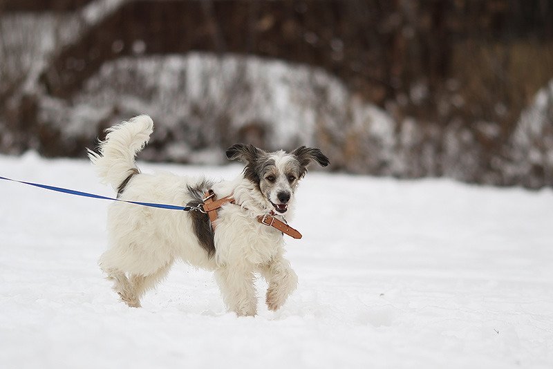 Платона после удочной фотосессии забрала московская семья.