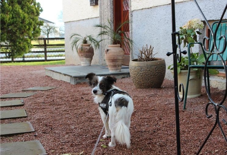 Лиза теперь живет в Австрии.