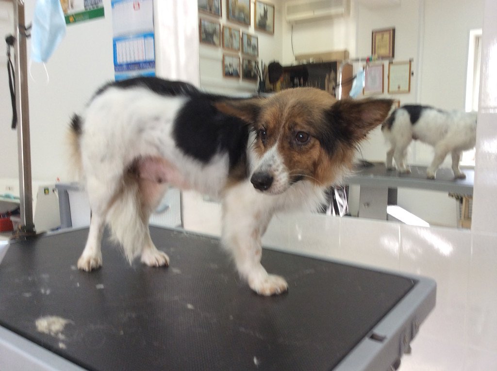 Мухе также в новом году найдут хозяев.