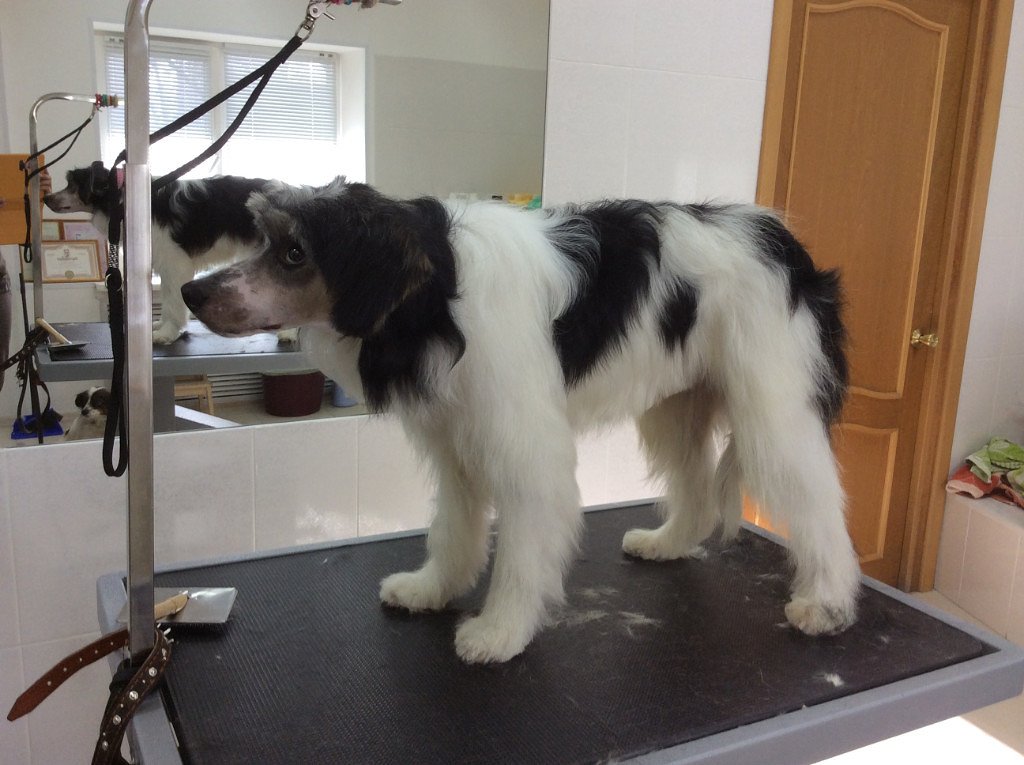 Федю приютил московский волонтер.