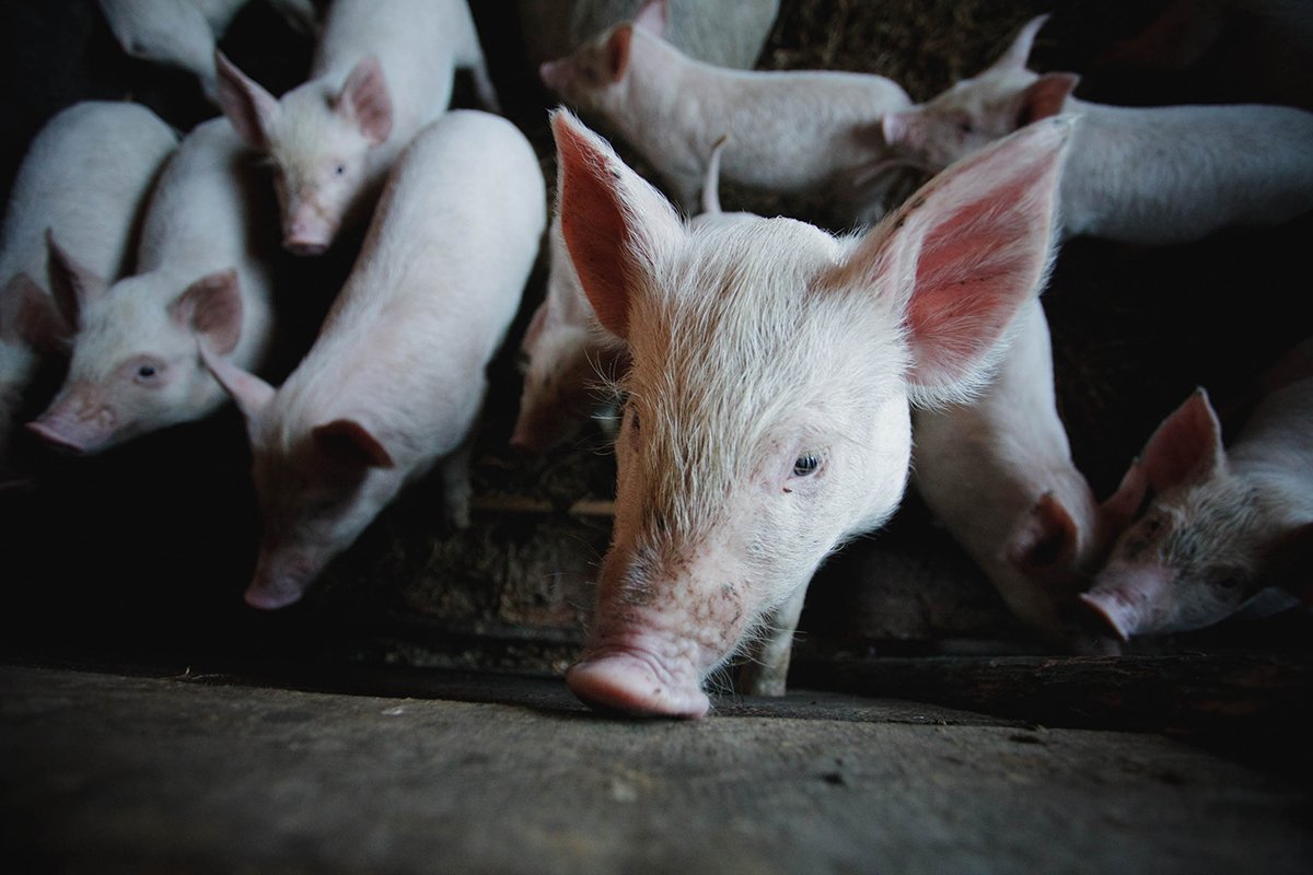 Фото: Архив АП