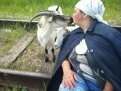 Марина Санданова: «Наше любимое подворье. Ах, козочка, всем козочкам — коза!»