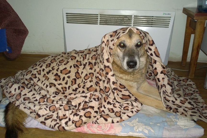 Найденного Тумана отогревают у батареи. Фото Галины Алексеевой