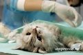 Фото: drugvet.ru