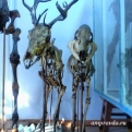 masha_naydenova: В анатомическом музее. Жутики.