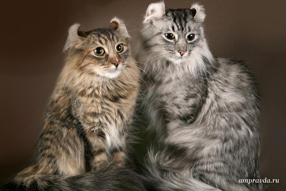 Американский кёрл, фото: kotyata.net