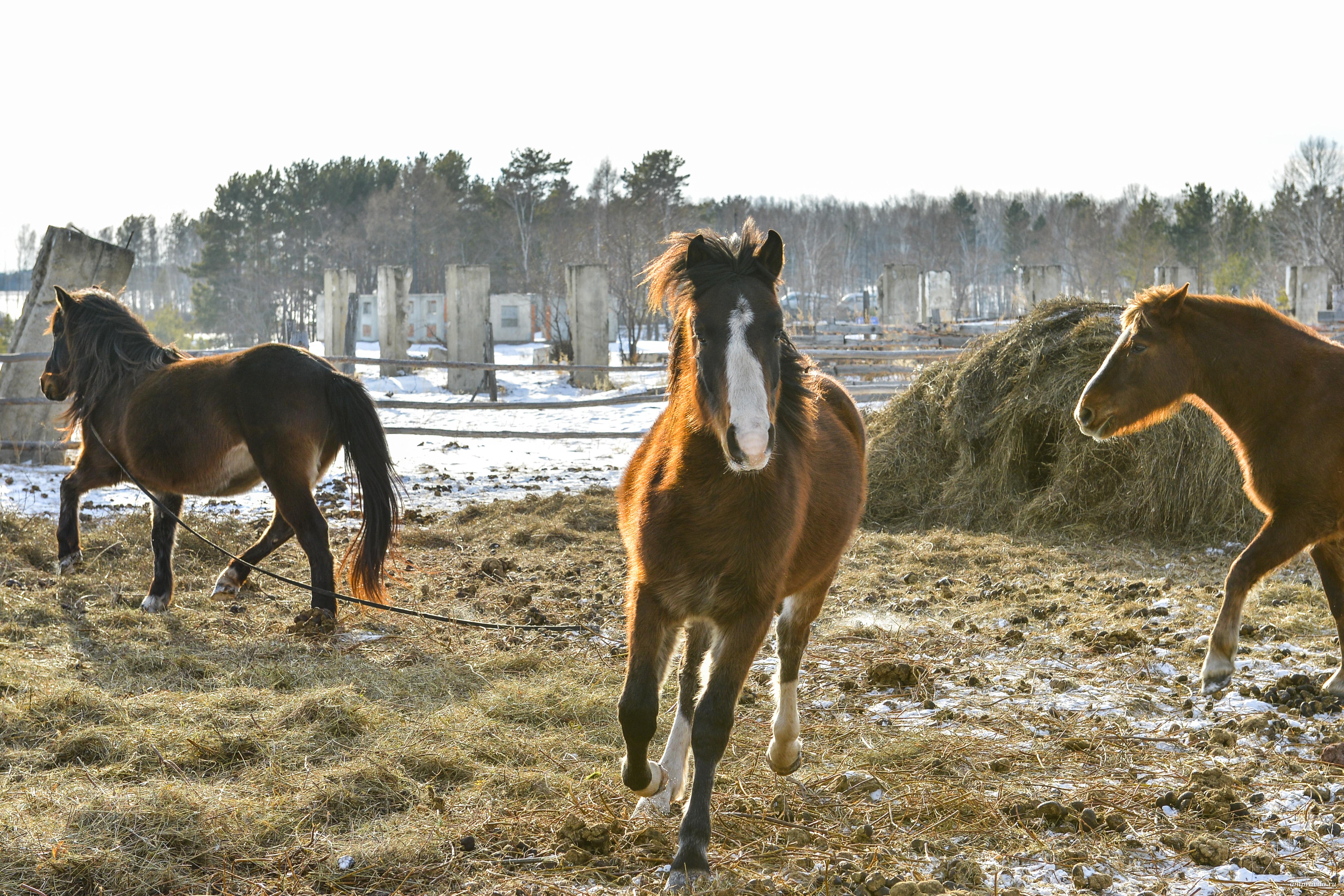 Фото: Андрей Ильинский