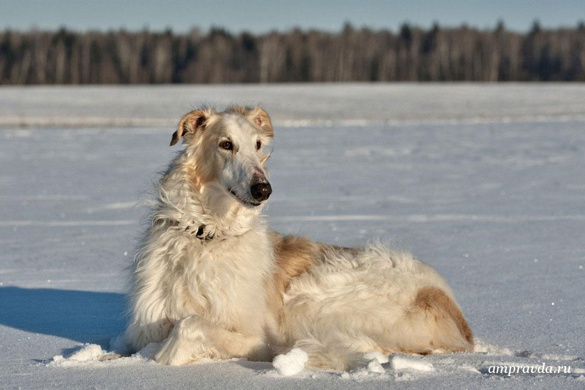 Русская псовая борзая